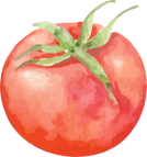Tomato Watercolor Illustration